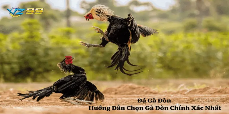 Hướng dẫn chọn gà đòn chính xác nhất